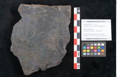Foto (Objekt + Etikett) von Cupanites novae zeelandiae Ettingshausen (NHMW-GEO-2024-0188-10251)